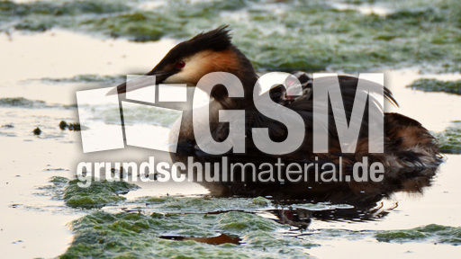 Haubentaucher (10).jpg